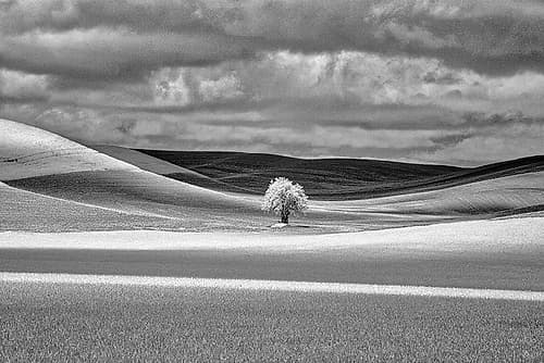 USA-Idaho-Palouse Country-Lone tree and Infrared Palouse fields Art Print